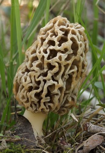 smrčok obyčajný / smrž jedlý