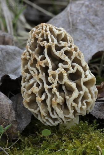 smrčok obyčajný / smrž jedlý