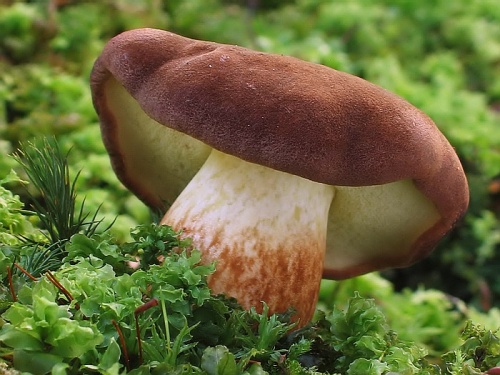 suchohríb hnedý / hřib hnědý
