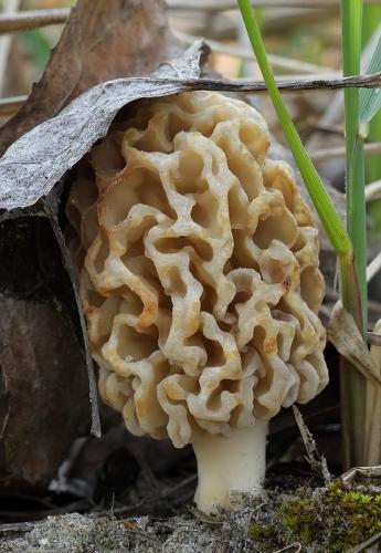 smrčok obyčajný / smrž jedlý