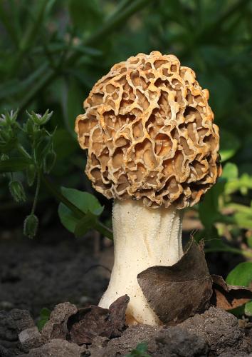 smrčok obyčajný / smrž jedlý