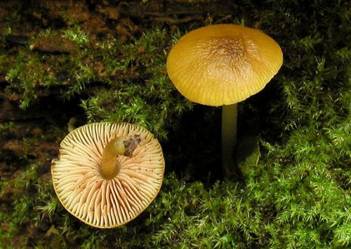 Štítovka zelenkastožltá