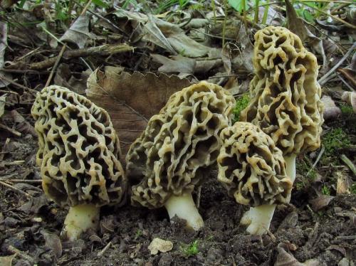 smrčok obyčajný / smrž jedlý