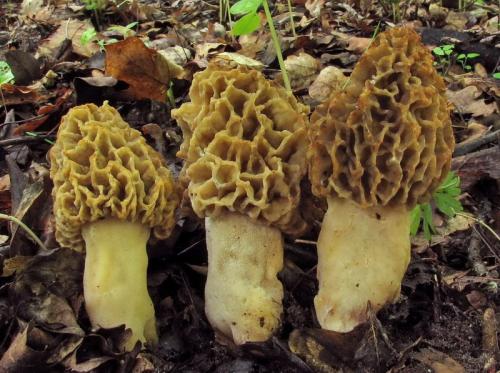 smrčok (bližšie neurčený)