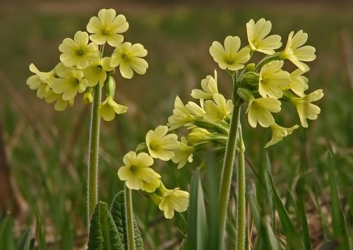 prvosienka vyššia
