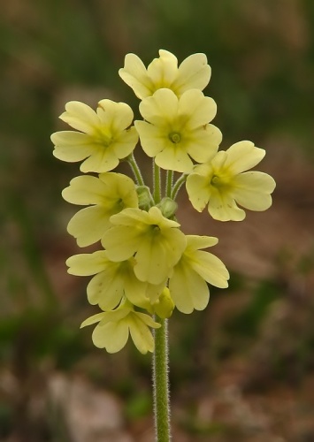 prvosienka vyššia