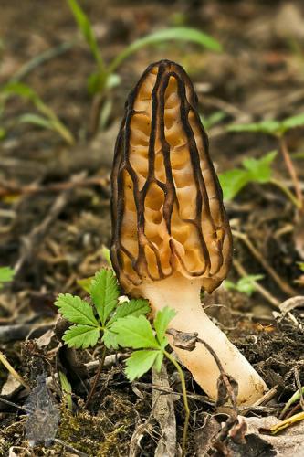 smrčok (bližšie neurčený)