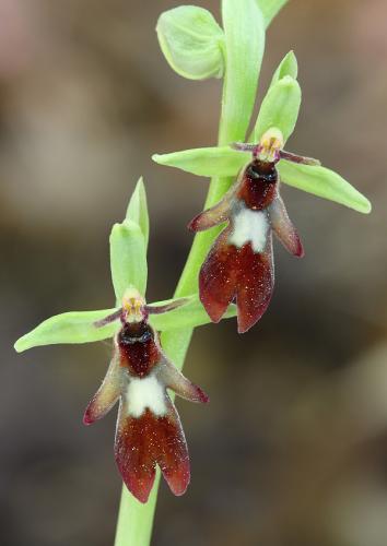 hmyzovník muchovitý