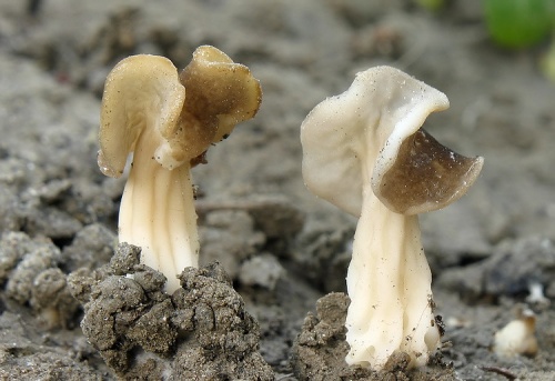 chriapač (bližšie neurčený)