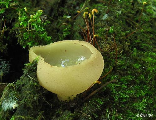 tarzeta poprášená / zvonkovka žlutavá