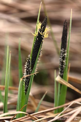 carex sp.