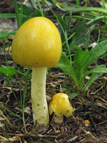 hnojovec žltý / slzečník žloutkový