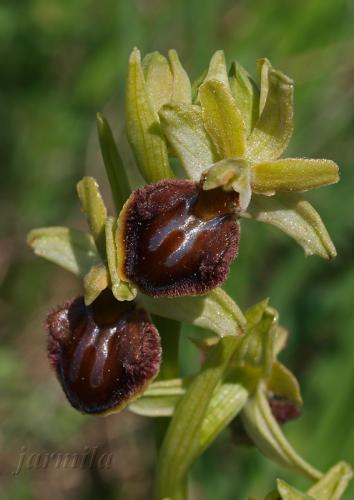 hmyzovník pavúkovitý
