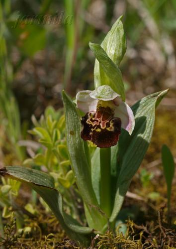 hmyzovník čmeľovitý