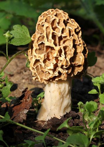 smrčok obyčajný / smrž jedlý