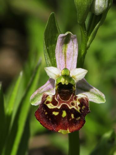 hmyzovník čmeľovitý