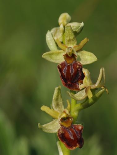 hmyzovník pavúkovitý