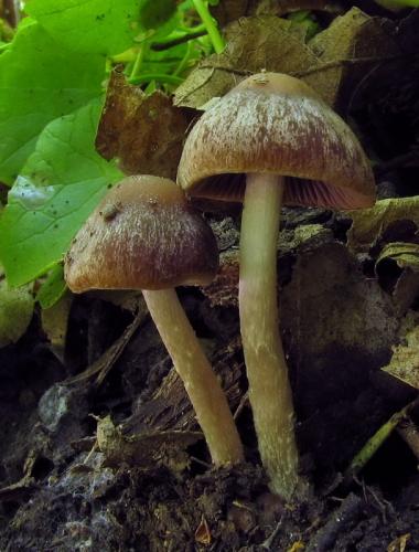 drobuľka / křehutka načervenalá