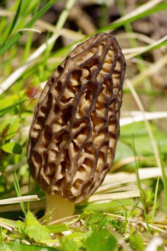 smrčok kužeľovitý / smrž kuželovitý