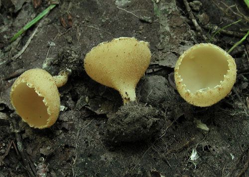 tarzeta zúbkatá / zvonkovka číškovitá