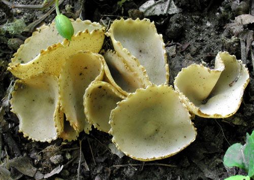 tarzeta zúbkatá / zvonkovka číškovitá