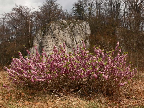 lykovec jedovatý