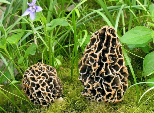 smrčok obyčajný / smrž jedlý