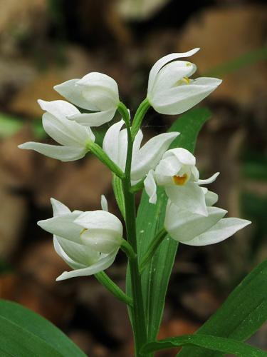 prilbovka dlholistá