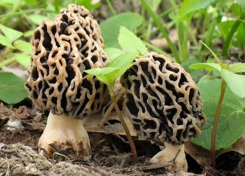 smrčok obyčajný / smrž jedlý