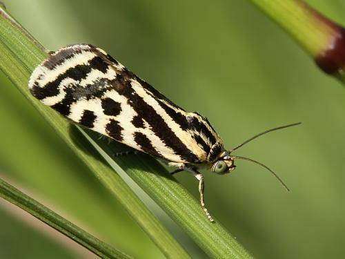 morička pupencová