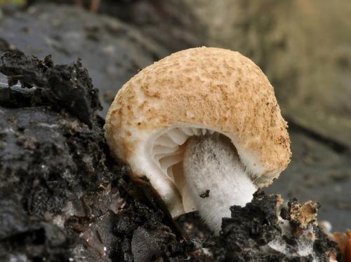 príživnica prášnicovitá / rovetka pýchavkovitá