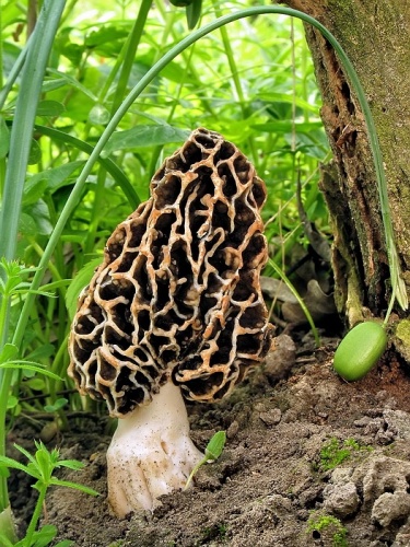 smrčok obyčajný / smrž jedlý