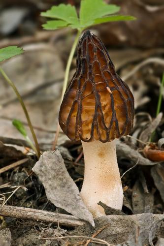 smrčok (bližšie neurčený)