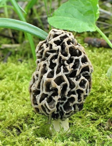 smrčok obyčajný / smrž jedlý