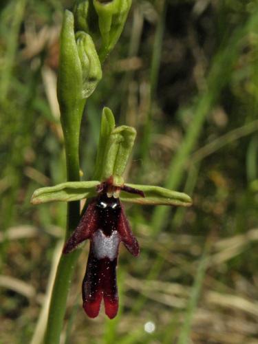 hmyzovník muchovitý