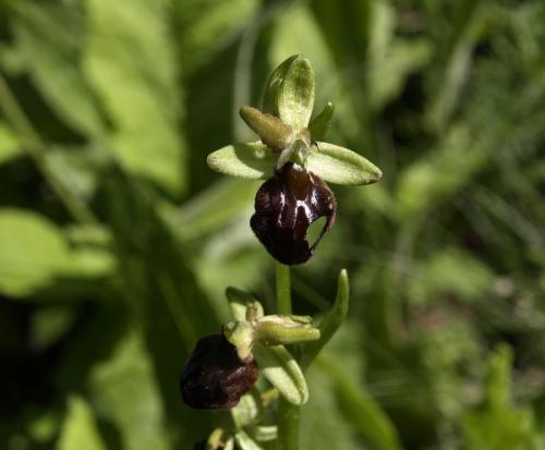 hmyzovník pavúkovitý