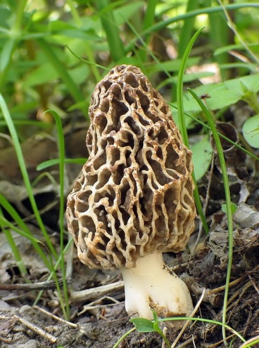 smrčok obyčajný / smrž jedlý