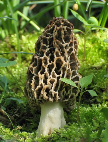 smrčok obyčajný / smrž jedlý