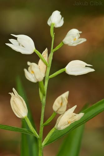 prilbovka dlholistá