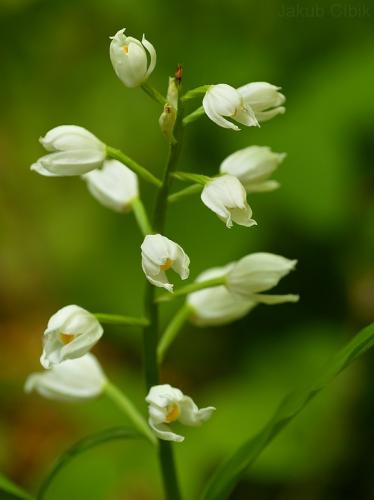 prilbovka dlholistá