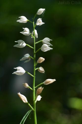 prilbovka dlholistá