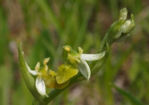 hmyzovník čmeľovitý