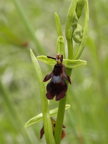 hmyzovník muchovitý