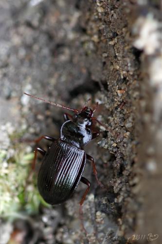 Nebria brevicollis ?