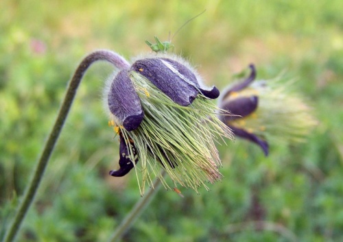 poniklec lúčny český
