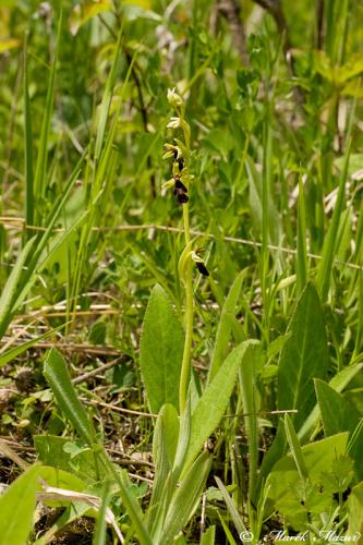hmyzovník muchovitý