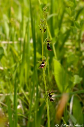 hmyzovník muchovitý