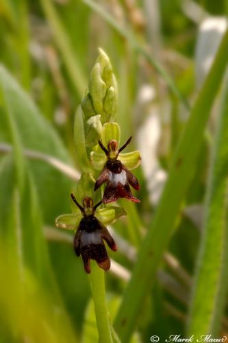 hmyzovník muchovitý