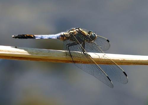 vážka / vážka bělořitná / White-tailed Skimmer