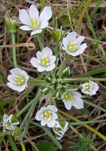 bledavka okolíkatá